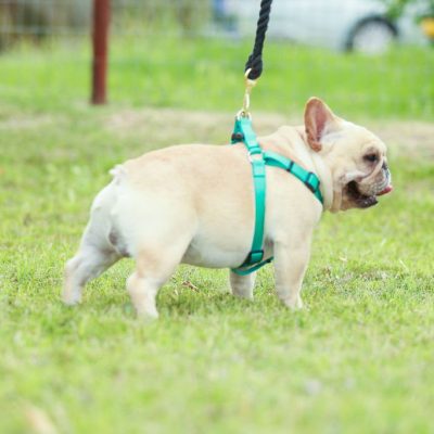 Noble - AKC French Bulldog Stidd