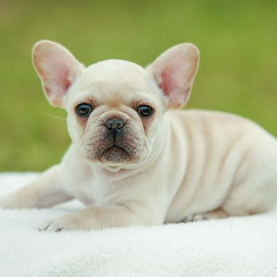 AKC Frenchie Puppy - Noble Son