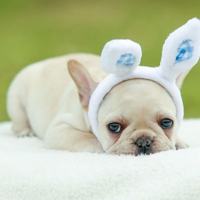 Son - AKC Frenchie Puppy