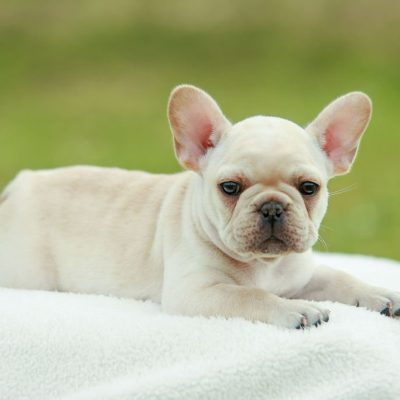 Cream French Bulldog Male