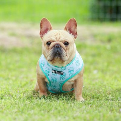 Females 16 Cream French Bulldog