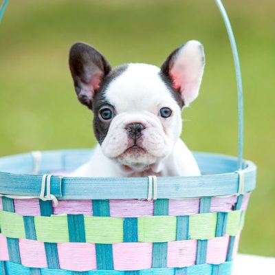 Availa-Bull Puppies & Dogs 8 Pied French Bulldog Male