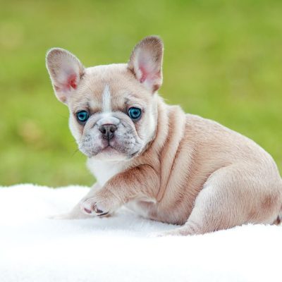 Availa-Bull Puppies & Dogs 11 AKC French Bulldog Puppy