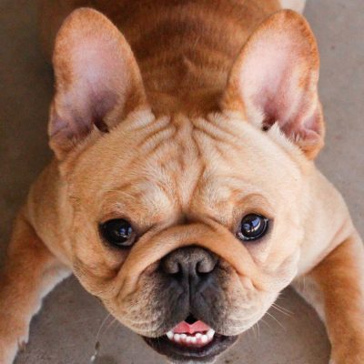 Females 19 Fawn Female Frenchie - Miss Kitty