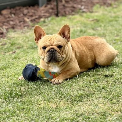 Females 17 Female French Bulldog