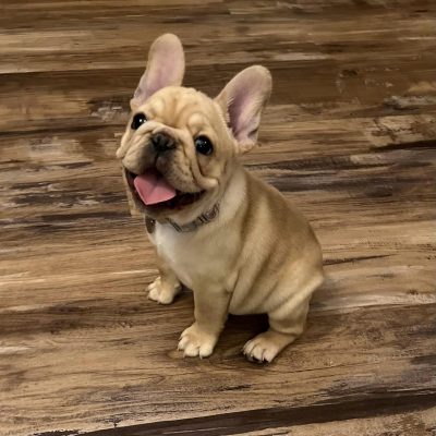 Females 18 Fawn Frenchie