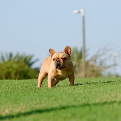 Females 6 Fawn AKC French Bulldog - Female