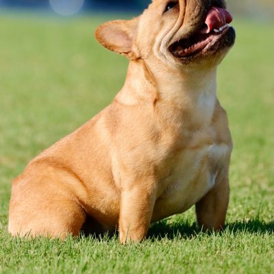 Females 5 Fawn AKC French Bulldog - Female