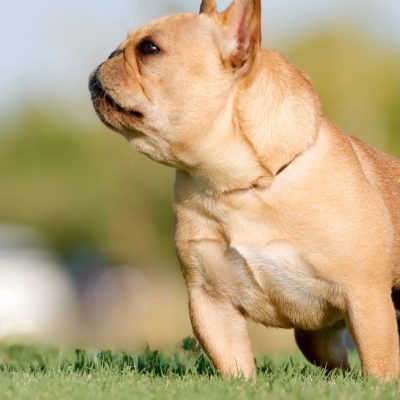 Females 4 Fawn AKC French Bulldog - Female