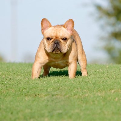 Females 3 Fawn AKC French Bulldog - Female