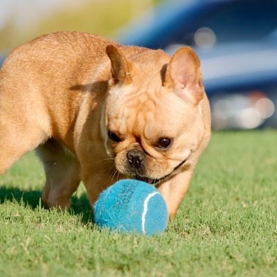 Females 2 Fawn AKC French Bulldog - Female