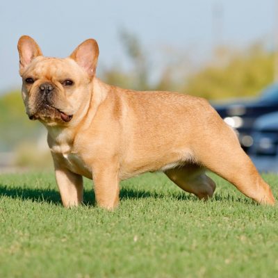 Females 1 Fawn AKC French Bulldog - Female