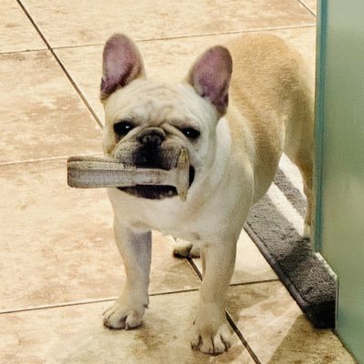 Availa-Bull Puppies & Dogs 9 AKC Cream French Bulldog
