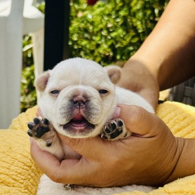 Availa-Bull Puppies & Dogs 45 Phoenix - Cream Male AKC French Bulldog Puppy