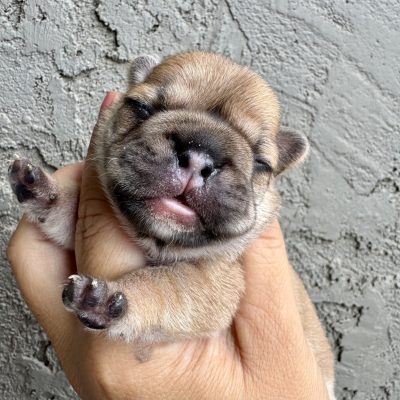 Availa-Bull Puppies & Dogs 6 Miss Polly - Red Fawn 1 week old French Bulldog Puppy