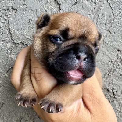 Availa-Bull Puppies & Dogs 10 1 Week old AKC Red Fawn - Male French Bulldog Puppy