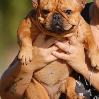Females 7 Red Fawn Female - AKC French Bulldog