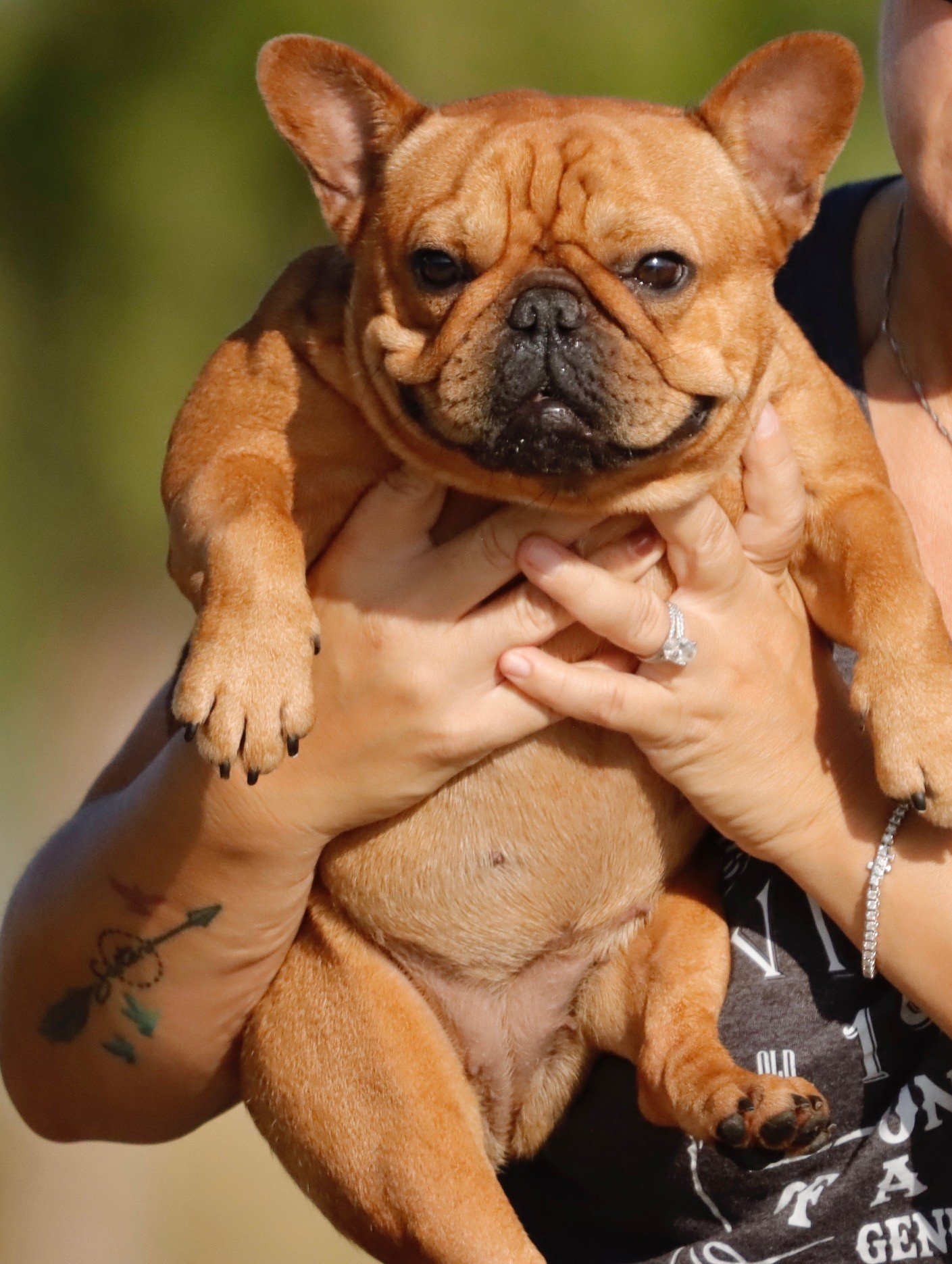 Availa-Bull Puppies & Dogs 1 AKC Red Fawn Frenchie