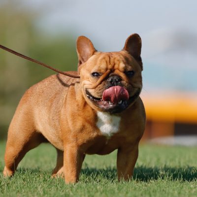 Females 8 Red Fawn Female - AKC French Bulldog