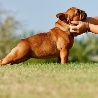 Females 9 Red Fawn Female - AKC French Bulldog