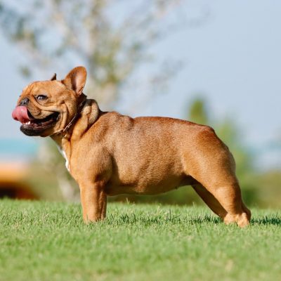 Females 10 Red Fawn Female - AKC French Bulldog