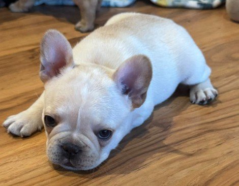 Availa-Bull Puppies & Dogs 44